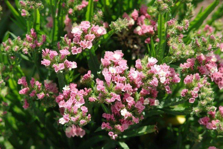 Статица – фото