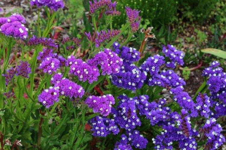 Статица – фото