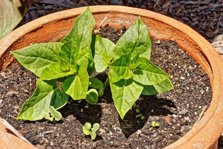 Посадка и размножение