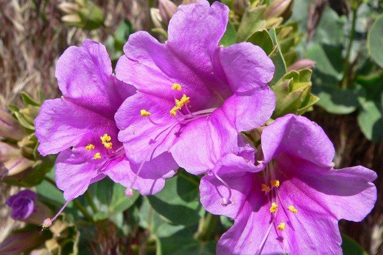 Мирабилис – фото