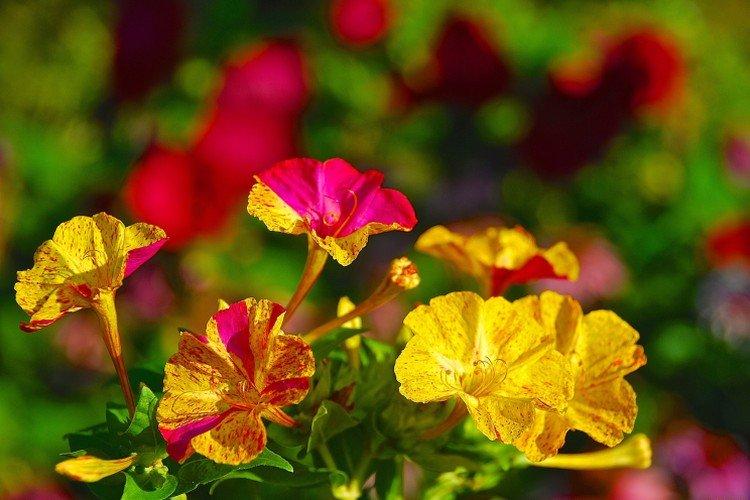 Мирабилис – фото