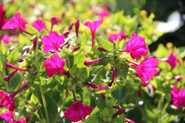 Круглолистный мирабилис