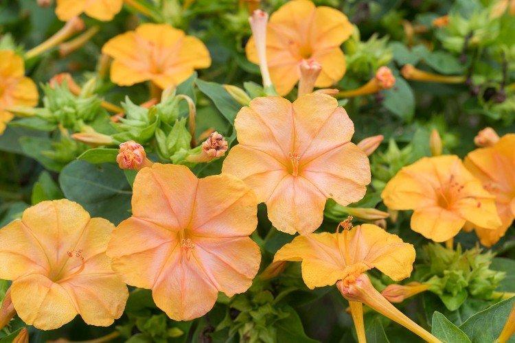 Мирабилис – фото