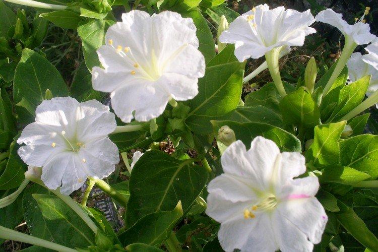 Мирабилис – фото