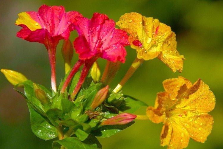 Мирабилис – фото