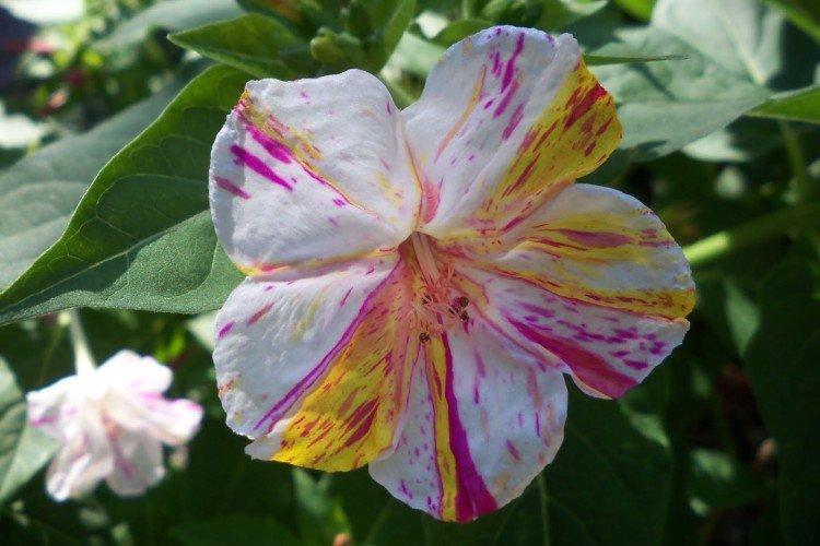 Мирабилис – фото