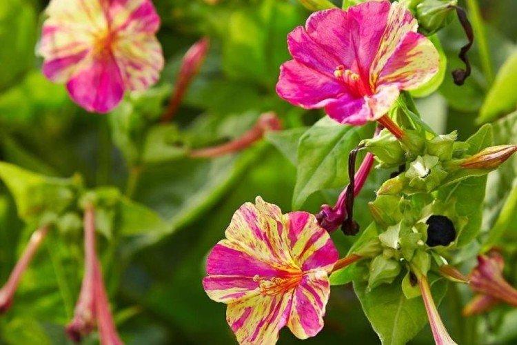 Мирабилис – фото