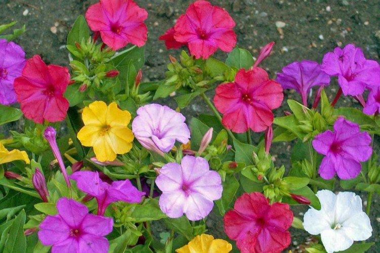 Мирабилис – фото