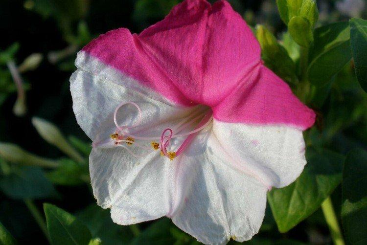 Мирабилис – фото