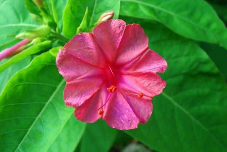 Мирабилис – фото