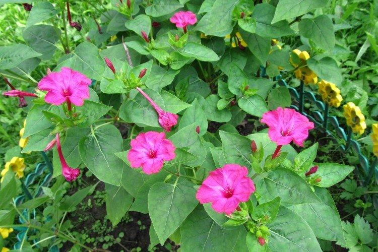 Широкий мирабилис