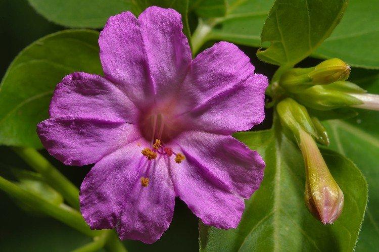 Линейный мирабилис