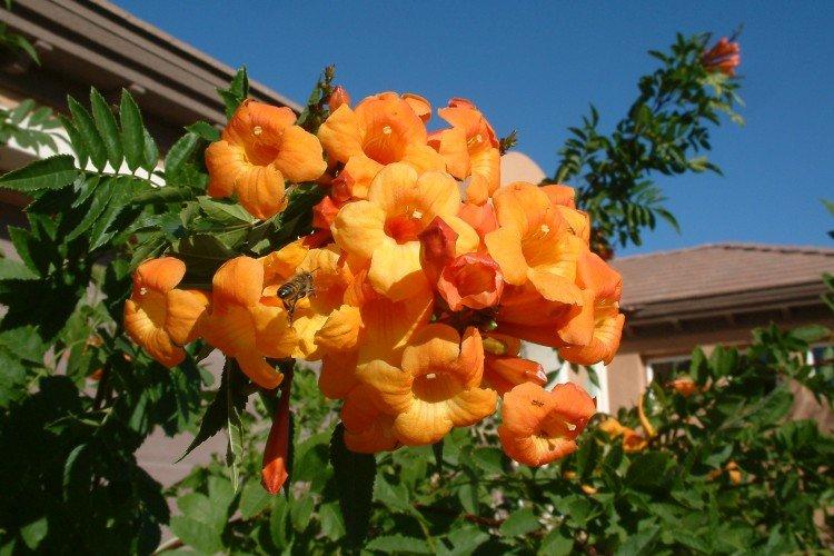 Посадка и размножение