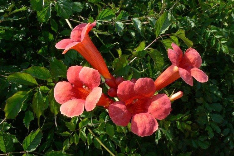 Кампсис – фото