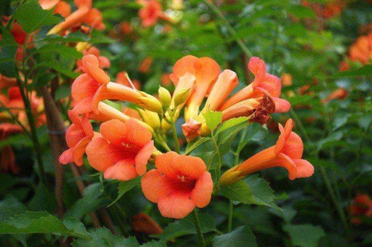 Кампсис – фото