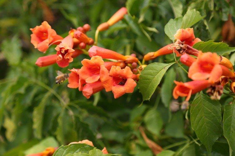 Кампсис – фото