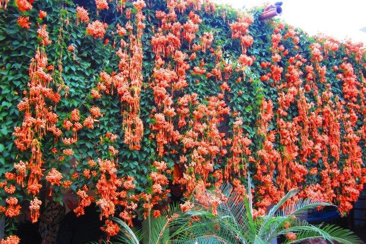 Кампсис – фото