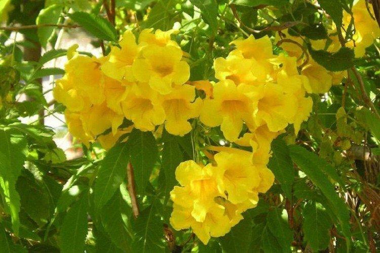 Кампсис – фото