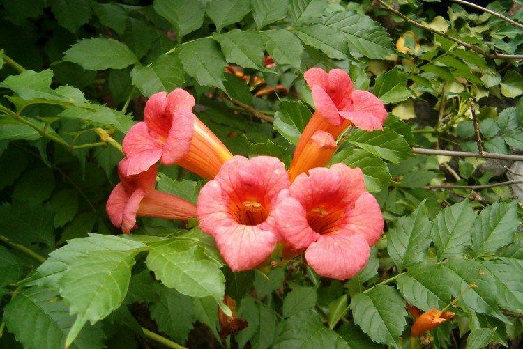 Кампсис – фото