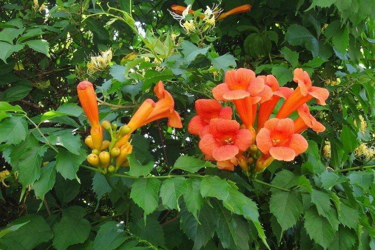 Кампсис – фото