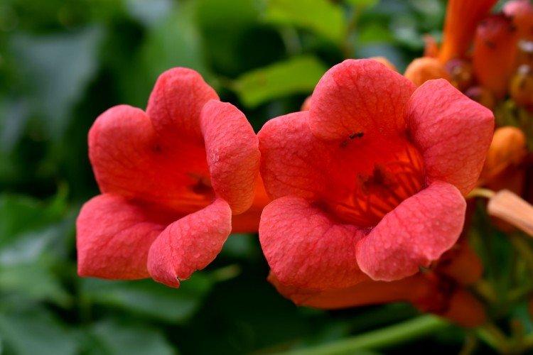 Кампсис – фото