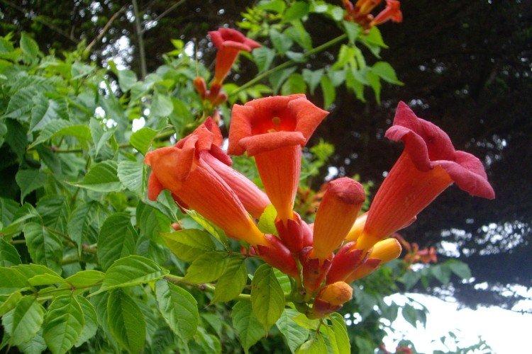 Кампсис – фото