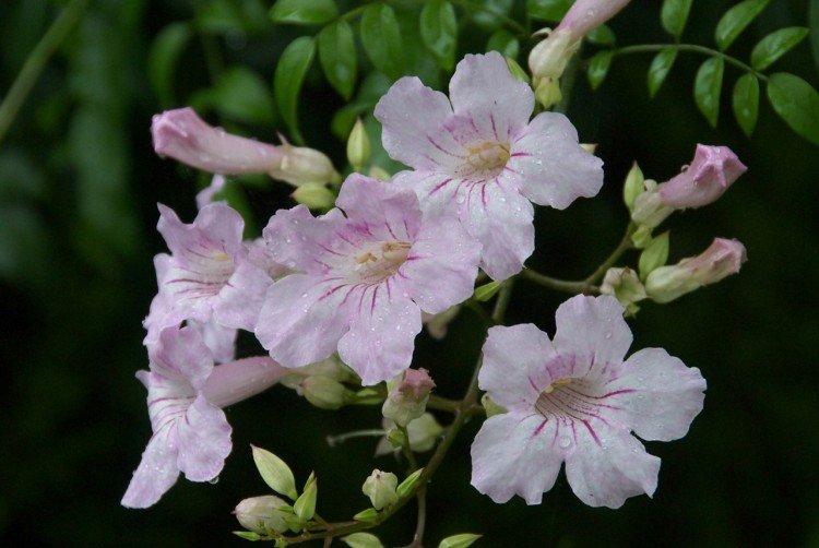 Кампсис – фото