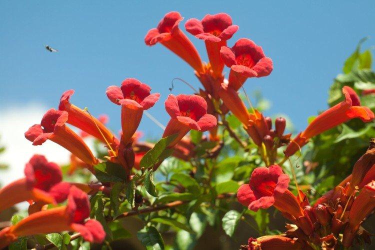 Кампсис – фото