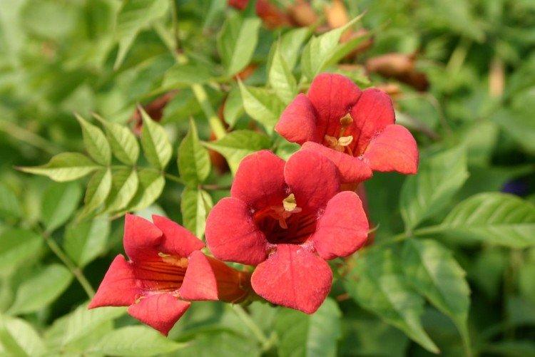 Кампсис – фото