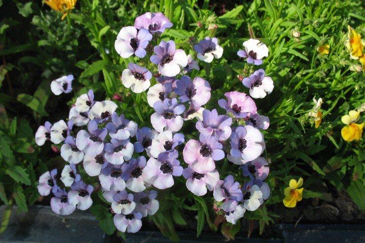 Удобрения и подкормка