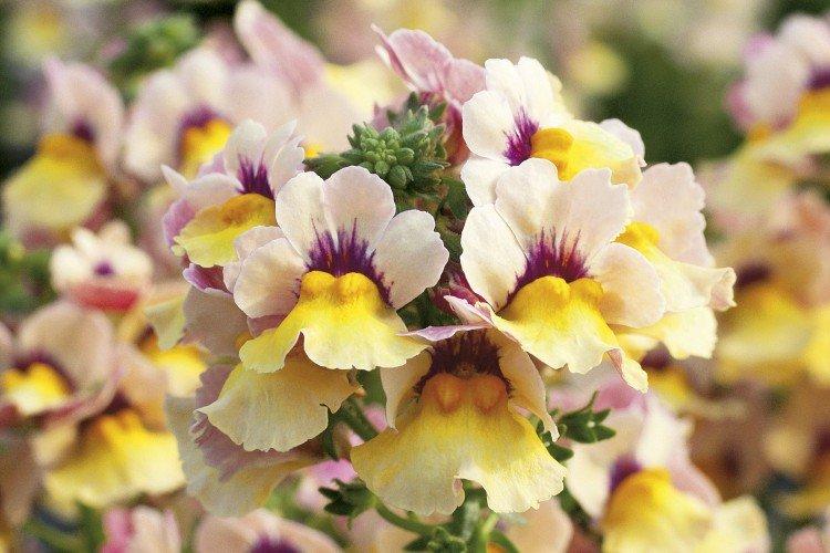 Немезия – фото