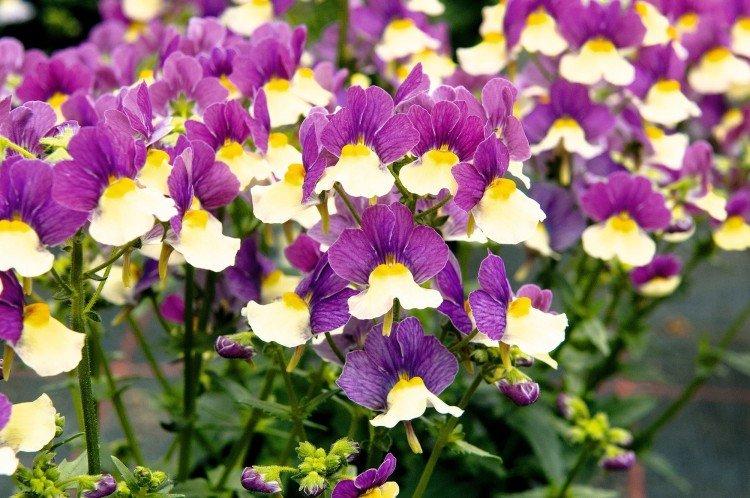 Немезия – фото