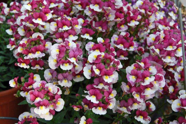 Немезия – фото