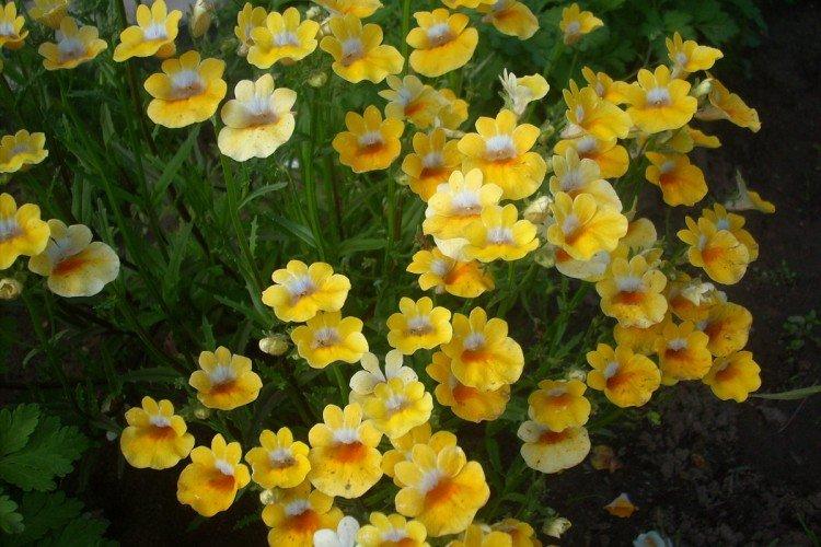 Немезия – фото