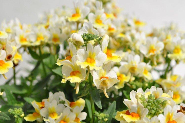 Немезия – фото