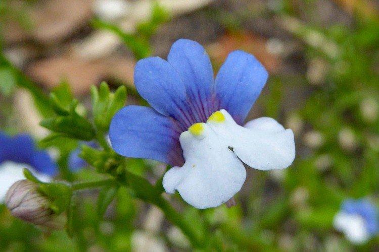 Разноцветная немезия