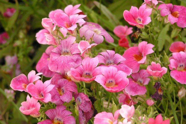 Немезия – фото