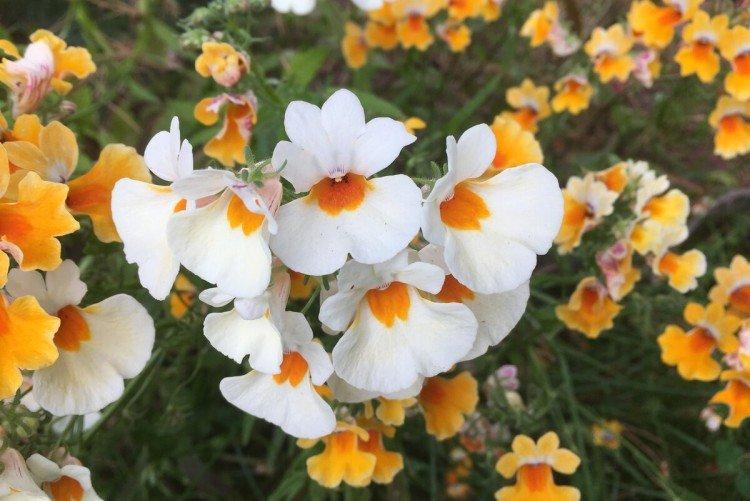 Немезия – фото