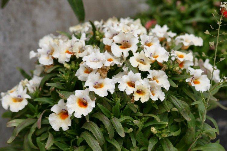 Немезия – фото