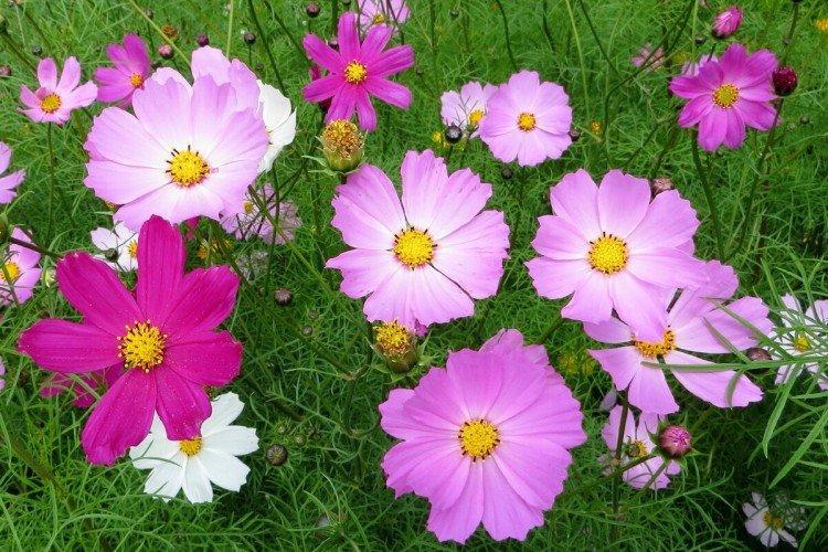 Удобрения и подкормка