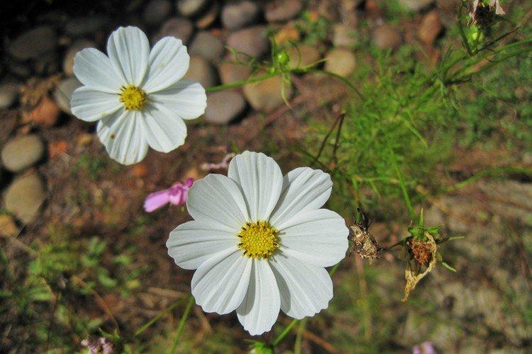 Вредители и болезни космеи