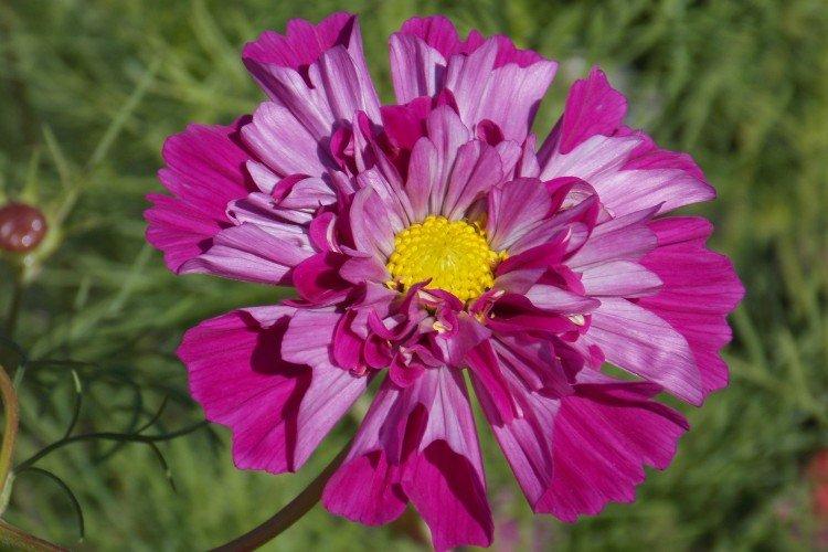 Космея – фото