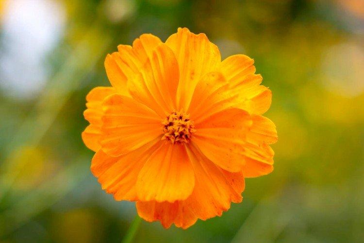 Космея – фото