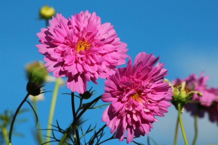 Космея – фото