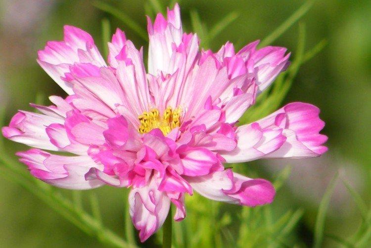 Космея – фото