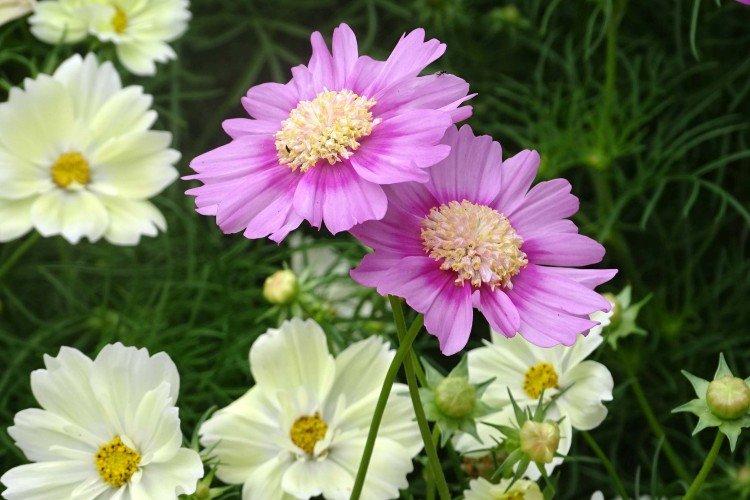 Космея – фото