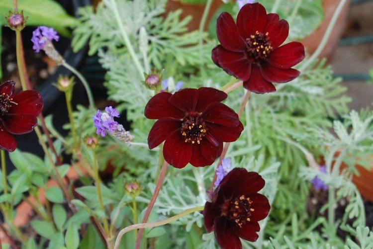 Космея – фото