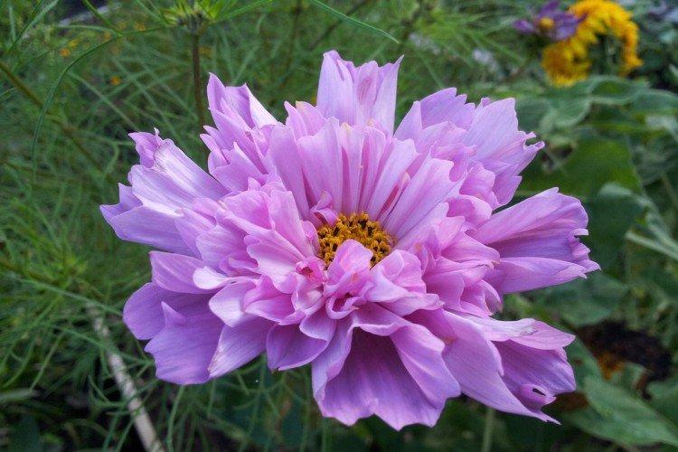 Космея – фото