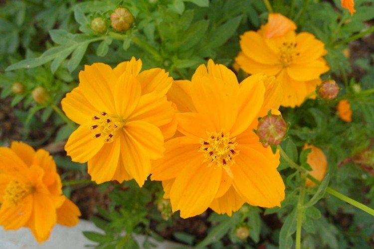 Космея – фото