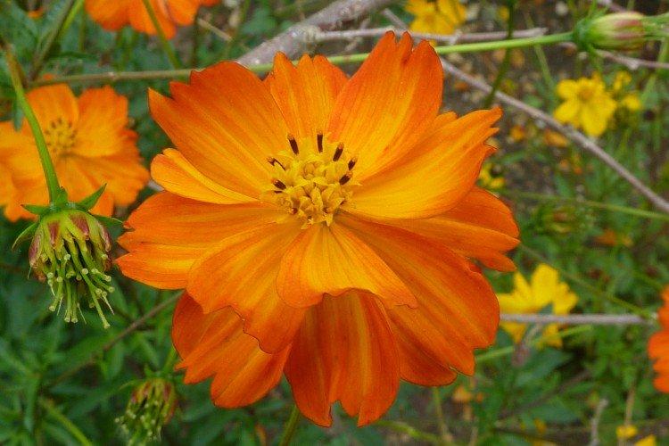 Космея – фото